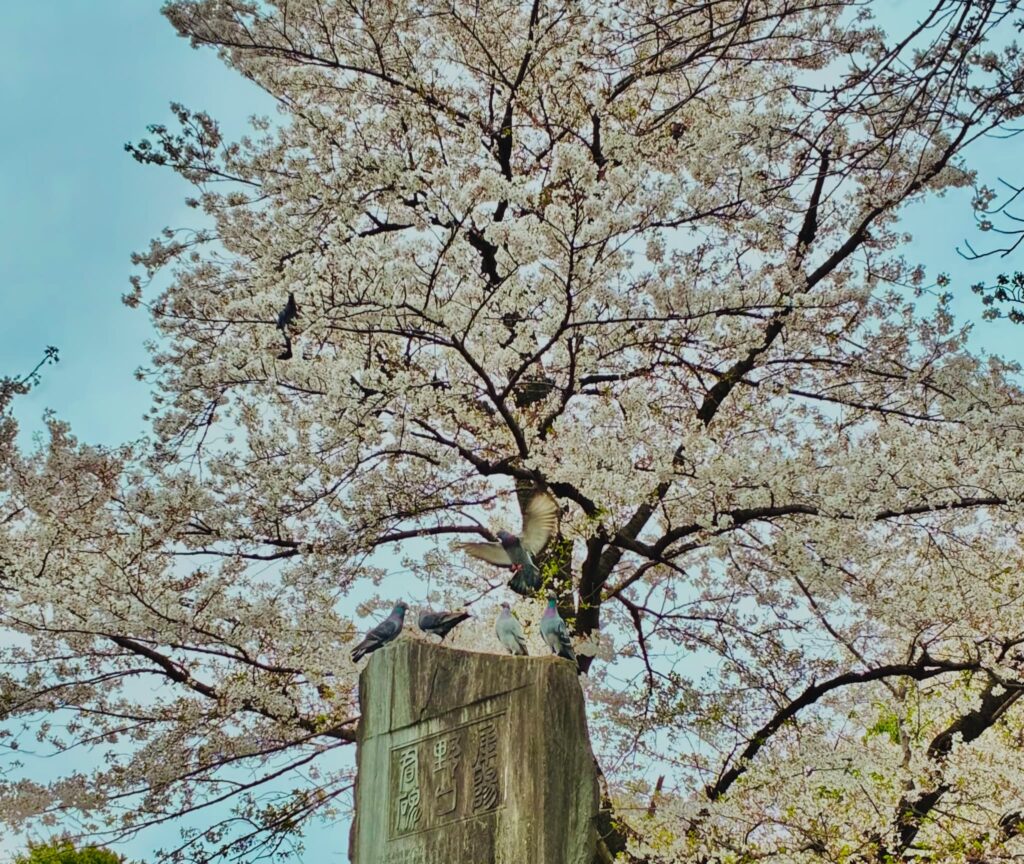 満開の桜の木 鳩 公園 春の風景